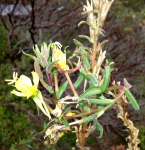 Oenothera wolfii - Regional Parks Botanic Garden, Berkeley, CA - DSC04368