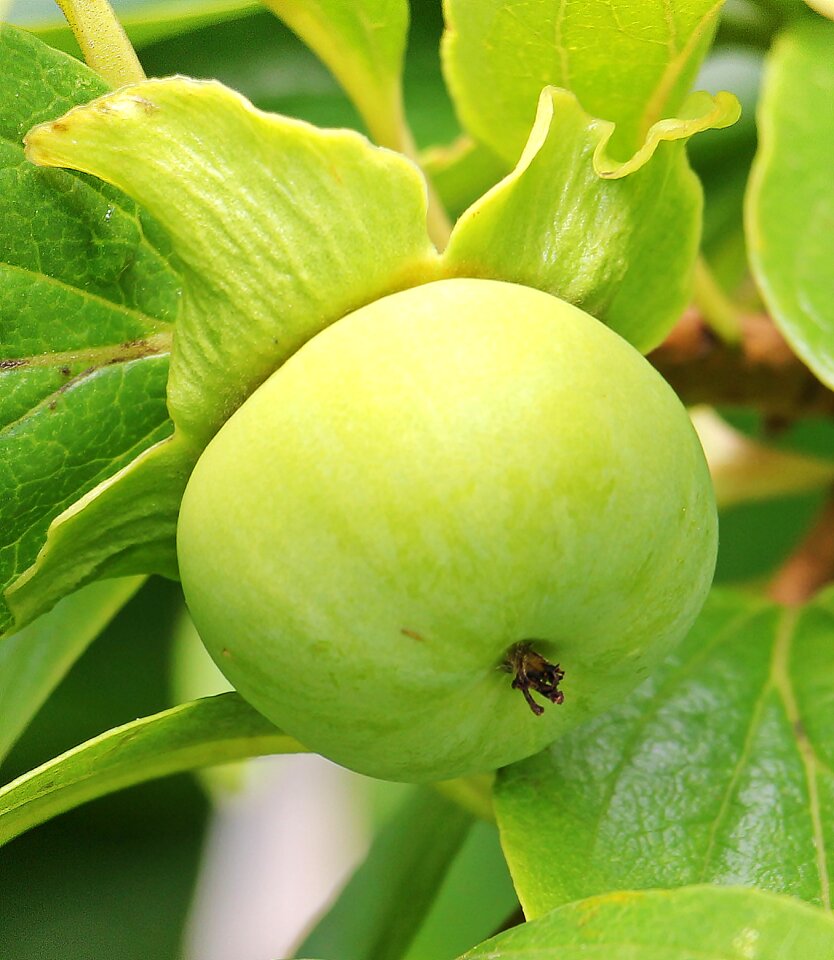 Exotic tree vitamins
