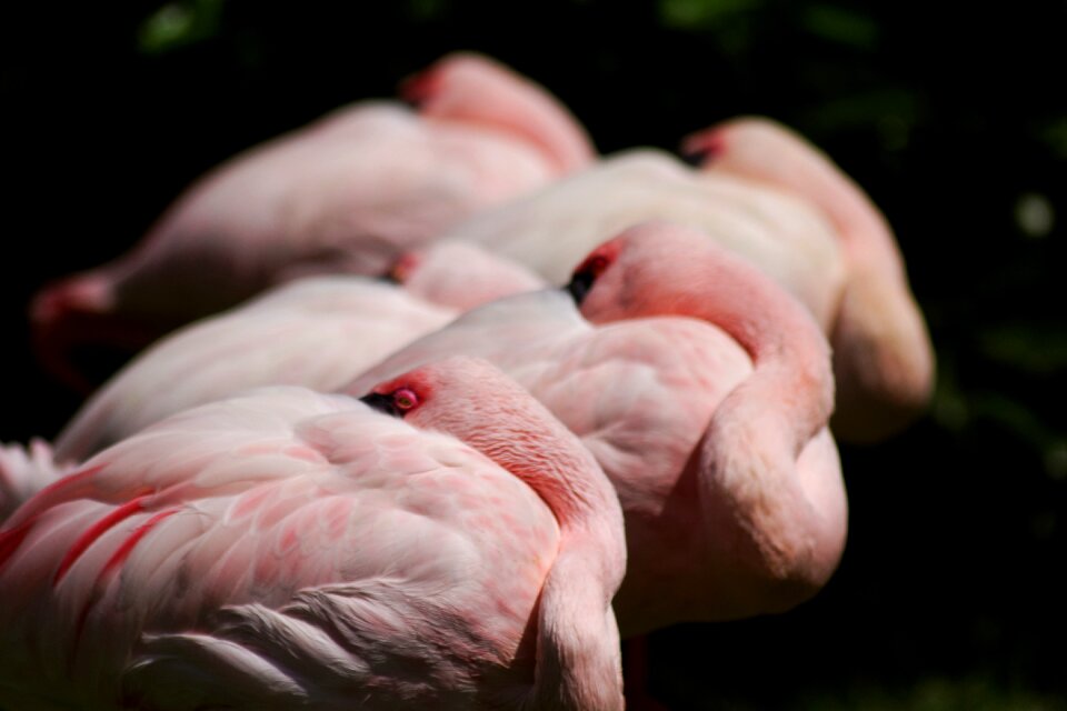 Rosa animal animals