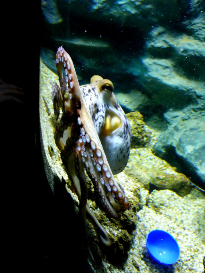 Octopus-vulgaris-2
