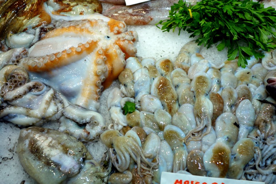 Octopus - Mercato Orientale - Genoa, Italy - DSC02487