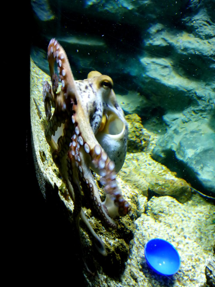 Octopus-vulgaris-1
