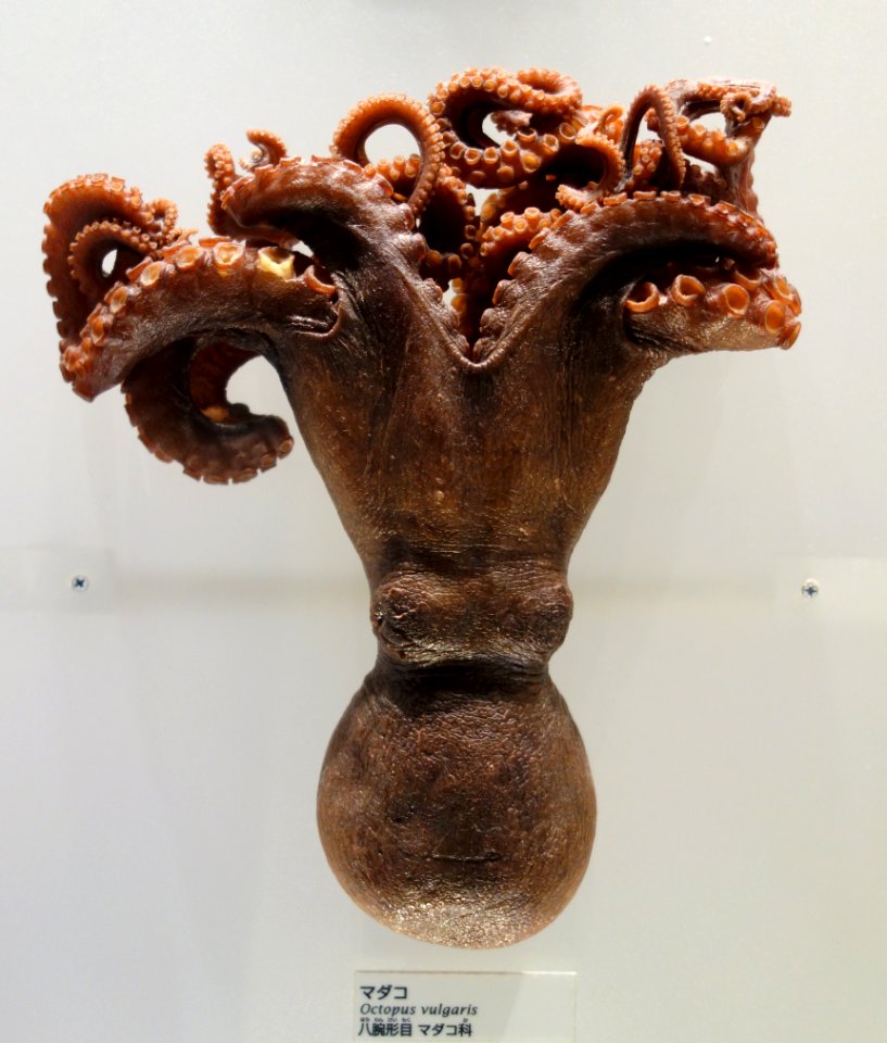 Octopus vulgaris - National Museum of Nature and Science, Tokyo - DSC07565