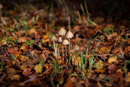 Light manure fungi forest photo