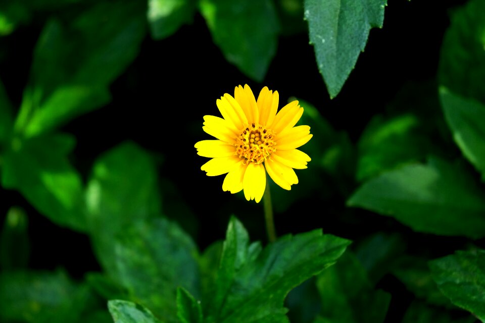 Summer color a yellow flower