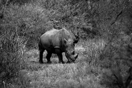 Mammal black and white grass