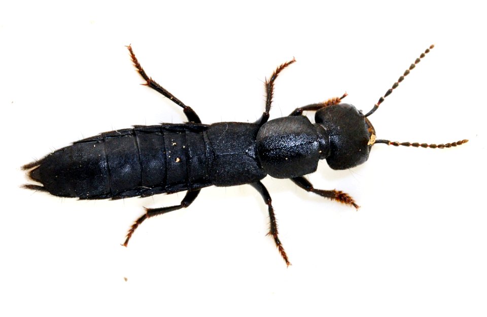 Ocypus-nitens-02-fws