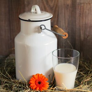 Glass of milk gerbera flower photo