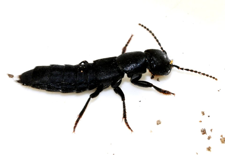 Ocypus-nitens-04-fws