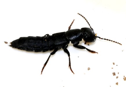 Ocypus-nitens-04-fws