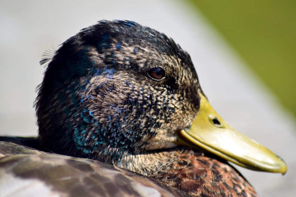 Macro water bird head
