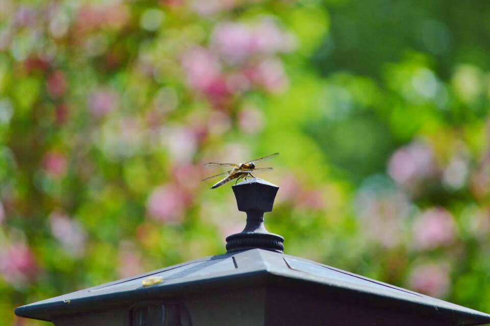 Flight insect nature animal