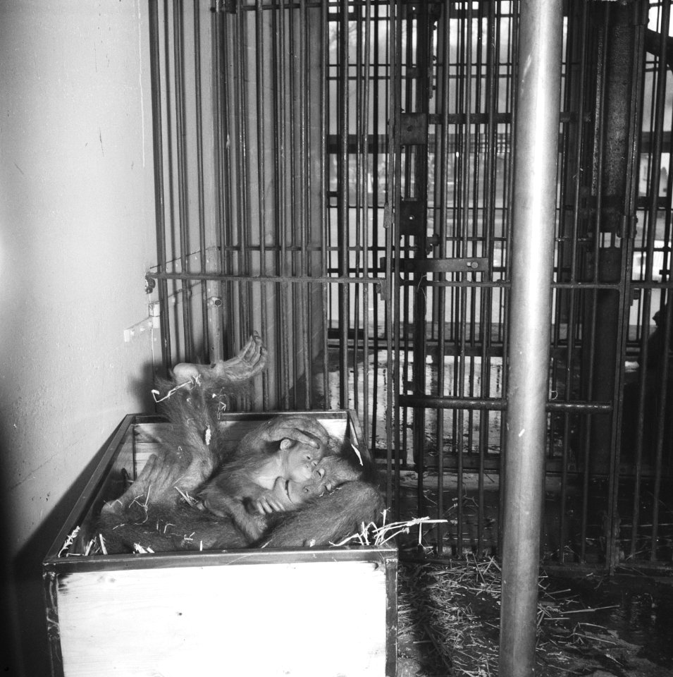 Oerang Oetan met jong in Artis krijgt nieuw bed, Bestanddeelnr 916-2154