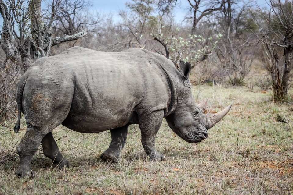 Wildlife rhinoceros nature