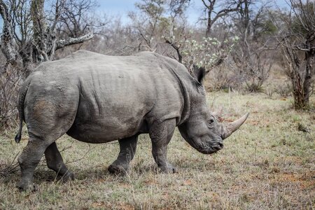 Wildlife rhinoceros nature