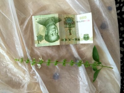 Ocimum americanum - 03