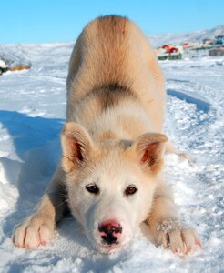 Dog greenland puppy