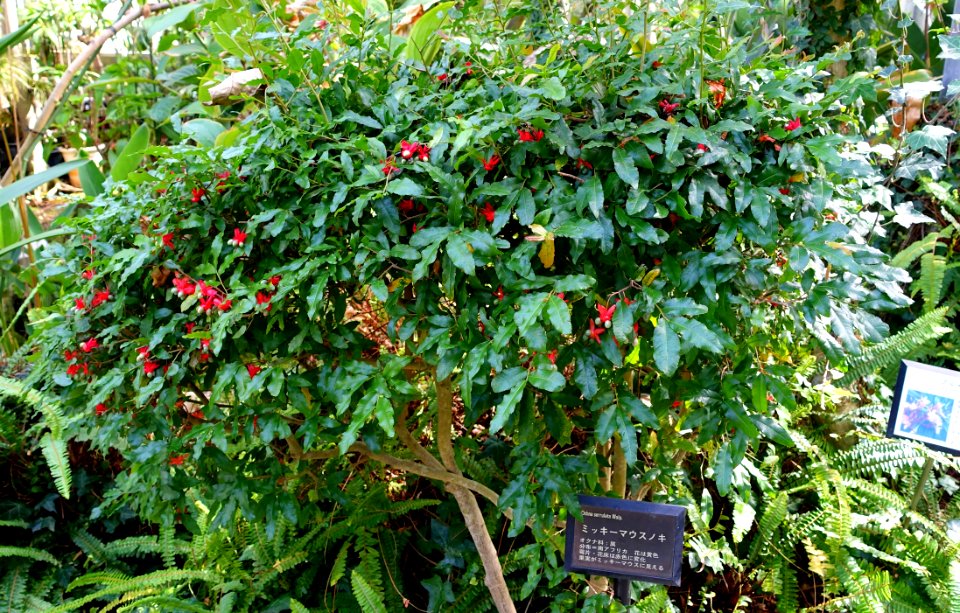 Ochna serrulata - Gora Park - Hakone, Kanagawa, Japan - DSC08569