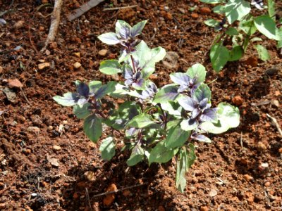 Ocimum pupuraceus - Jardim Botânico de Brasília - DSC09660
