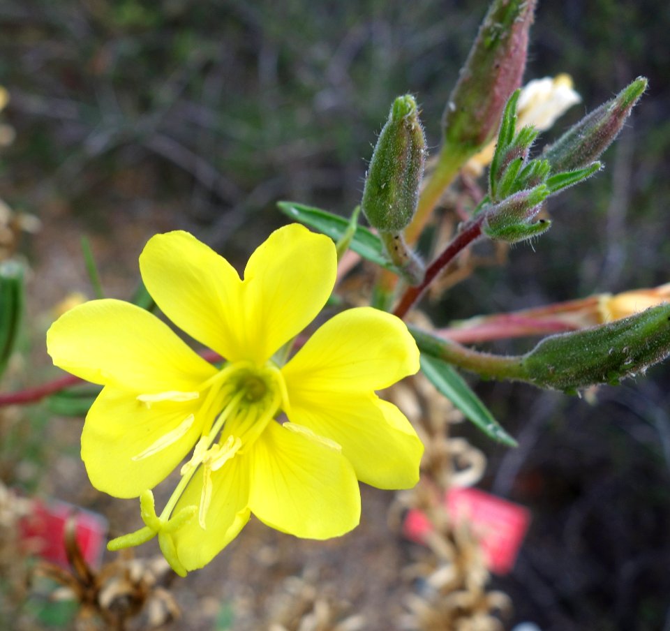 Oenothera wolfii - Regional Parks Botanic Garden, Berkeley, CA - DSC04365