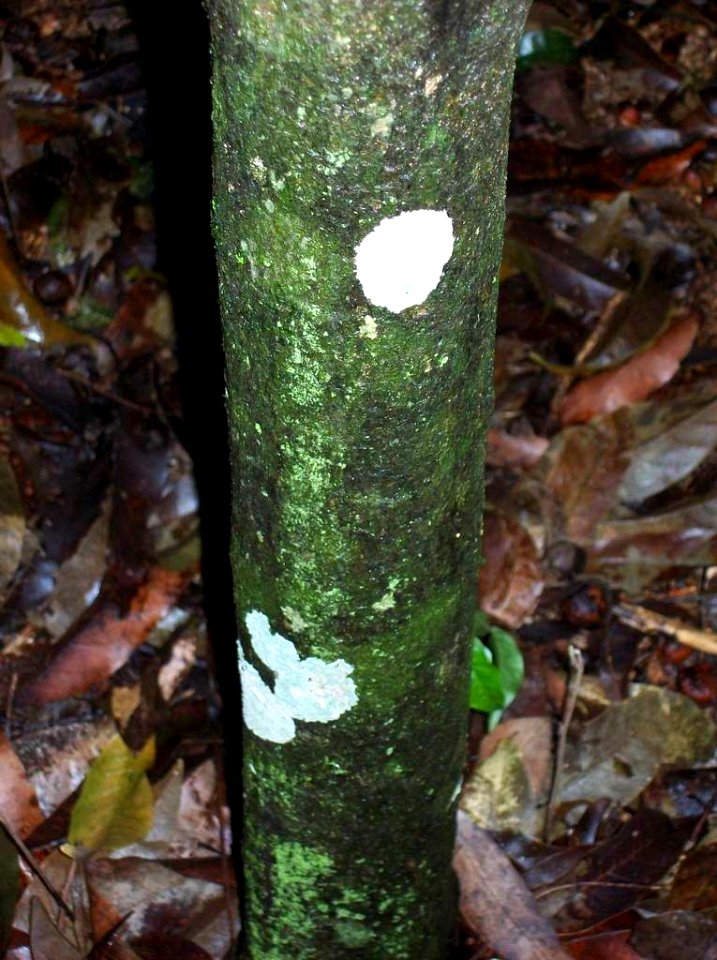 Ochrosia moorei trunk