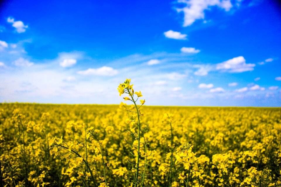 Nature rapeseed sky