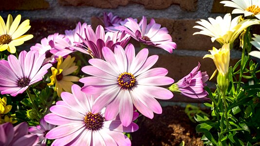 Nature purple flower garden plant