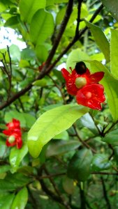 Ochna species