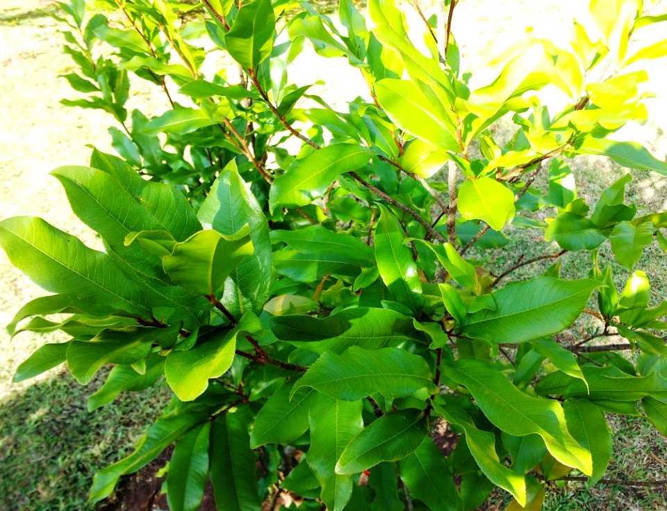 Ochna mauritiana - Bois bouquet banane 1