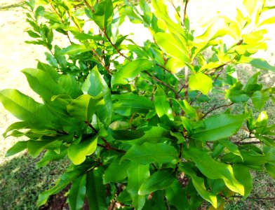 Ochna mauritiana - Bois bouquet banane 1