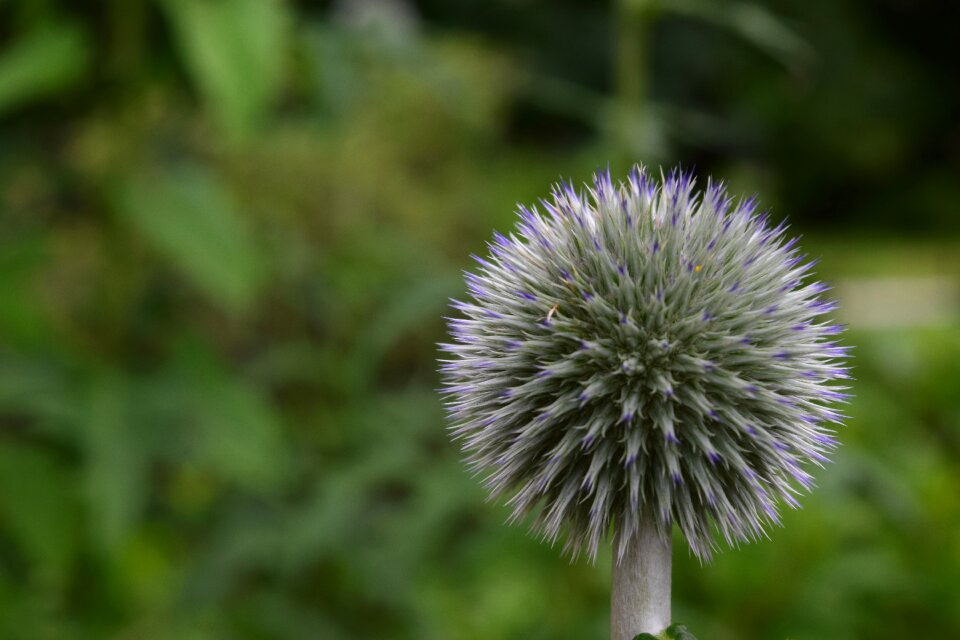 Plant nature green