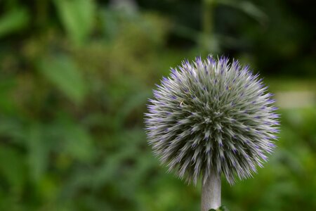 Plant nature green