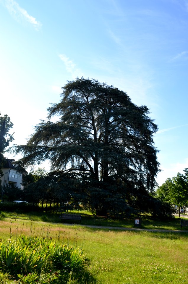 Oberursel, Atlaszeder