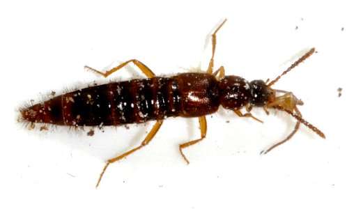 Ocalea-picata-11-fws