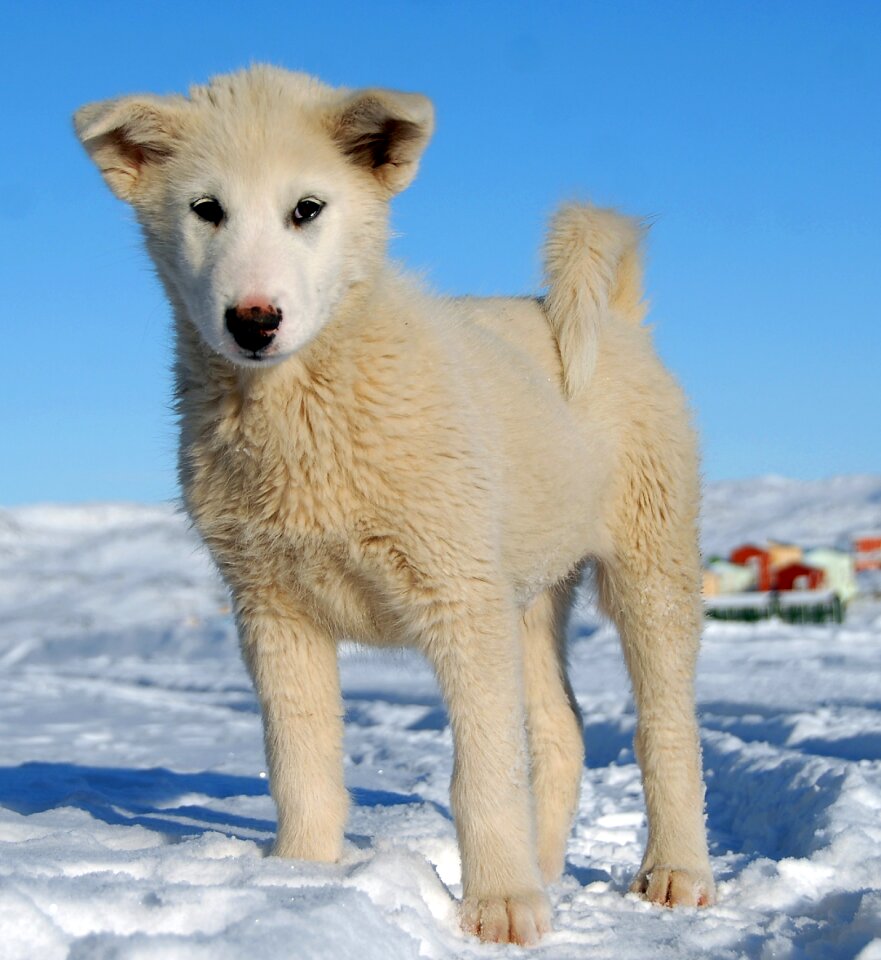 Dog greenland puppy