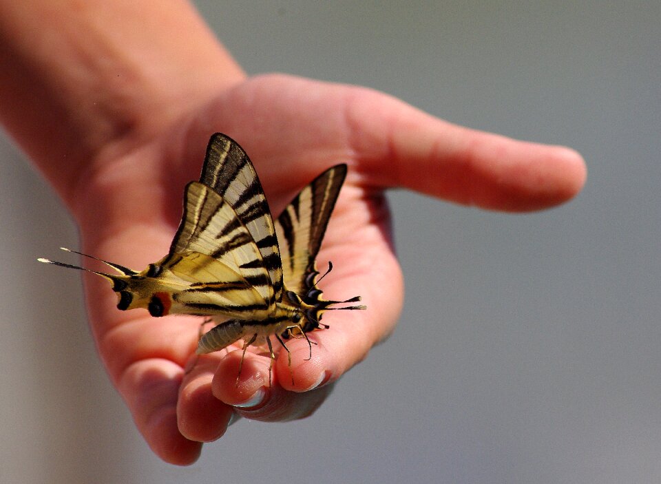 Hand wings insect