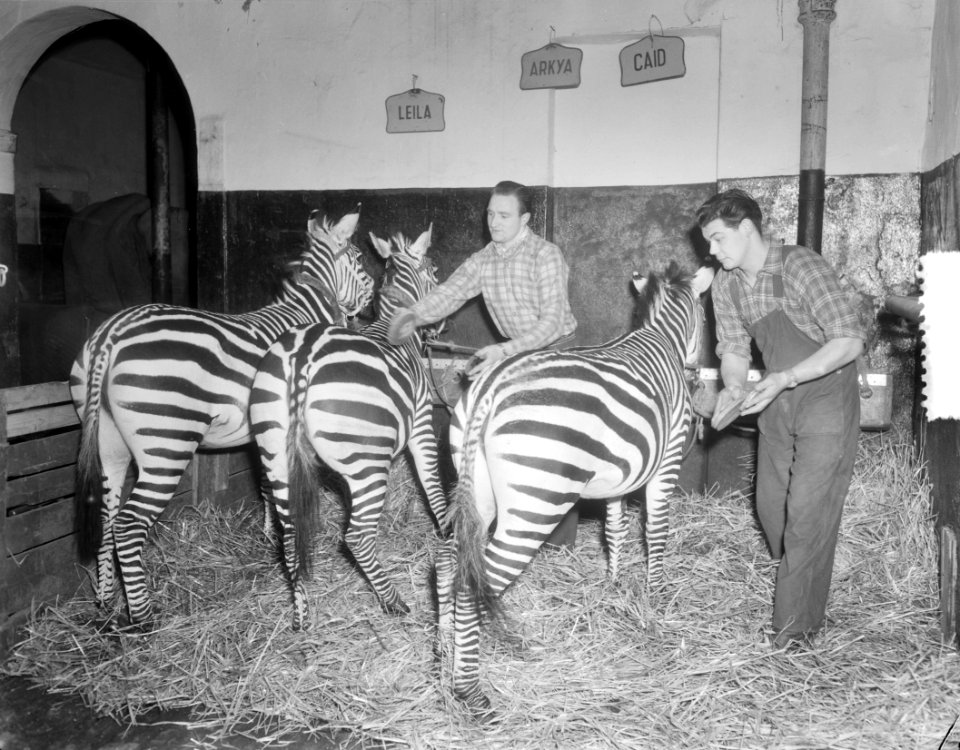 Ochtendtoilet zebras circus Amsterdam, Bestanddeelnr 906-1835