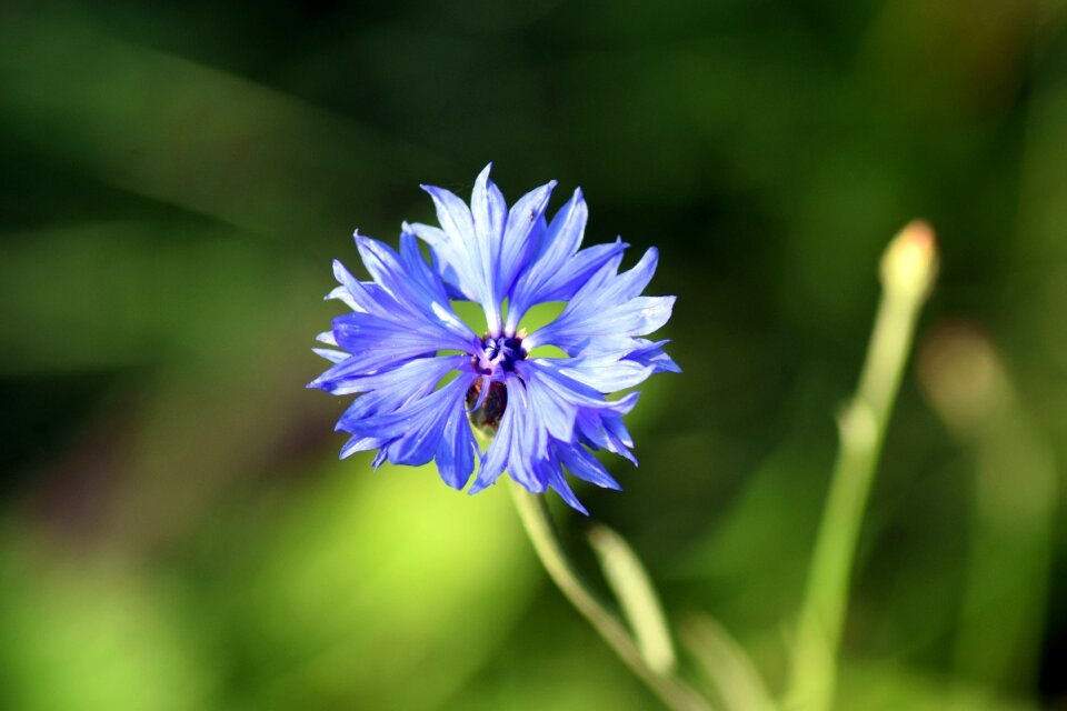 Cornflower close up blue