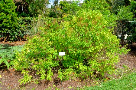 Ocimum gratissimum - Mounts Botanical Garden - Palm Beach County, Florida - DSC03705