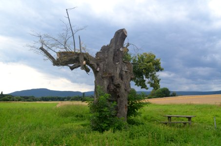 Oberursel, Linde im Mittelstedter Feld