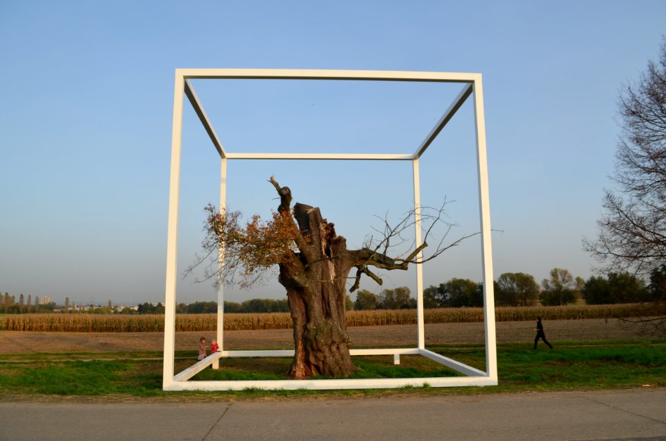 Oberursel, Linde im Mittelstedter Feld mit Kunst
