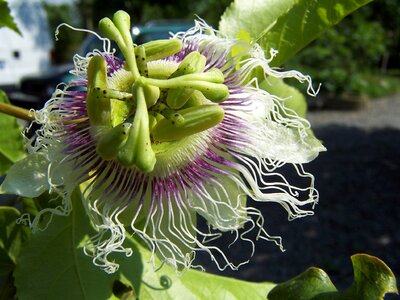 Flower fruit stamens
