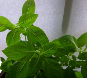 Ocimum americanum - 01