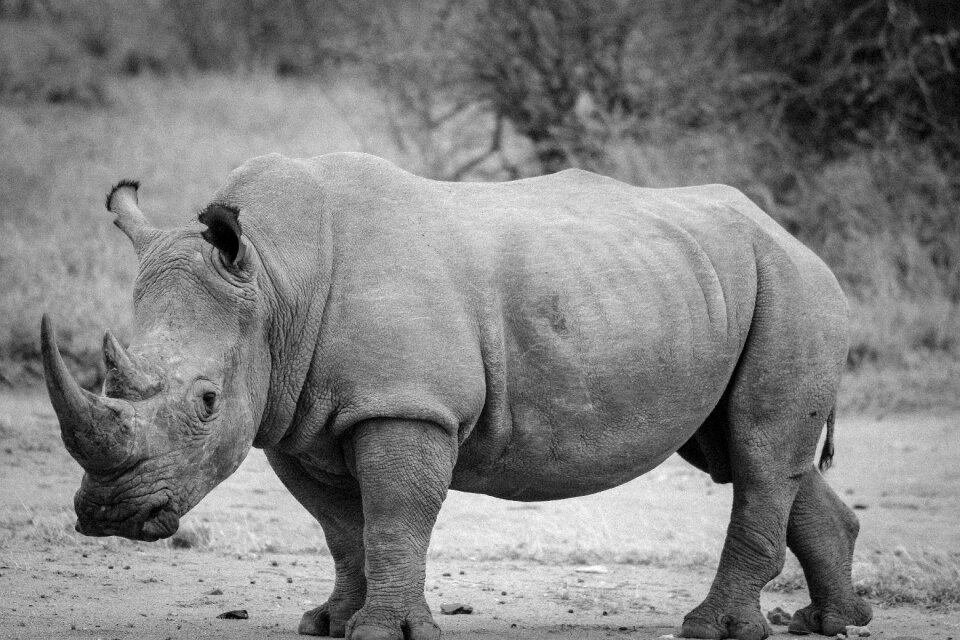 Mammal animal wildlife