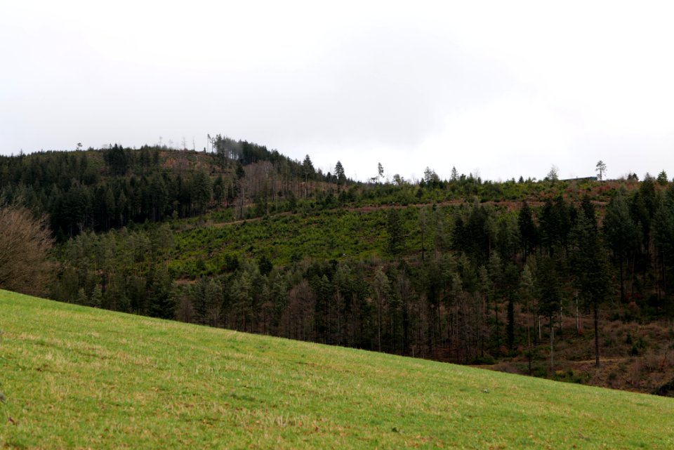 Obertal Baiersbronn 2020-03-11 25