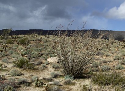 Ocotillo storm photo