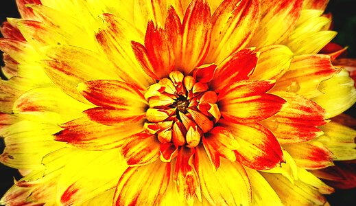 Nature plant yellow
