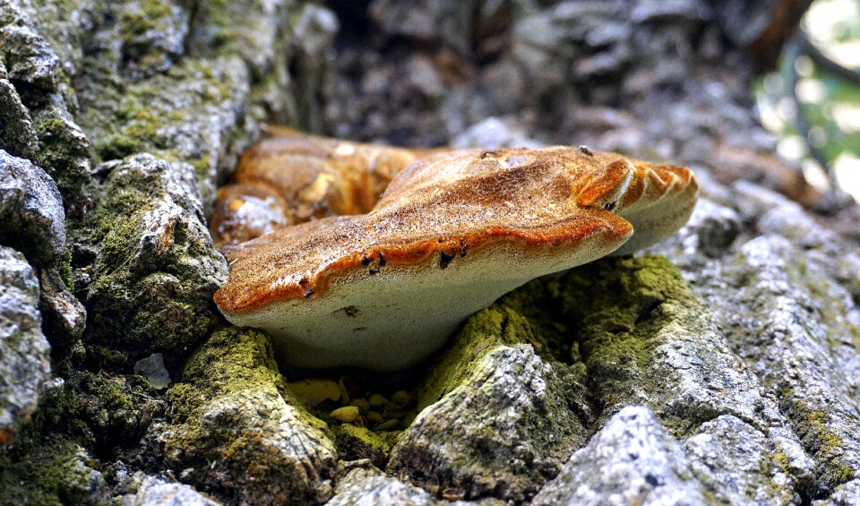 Forest wild nature