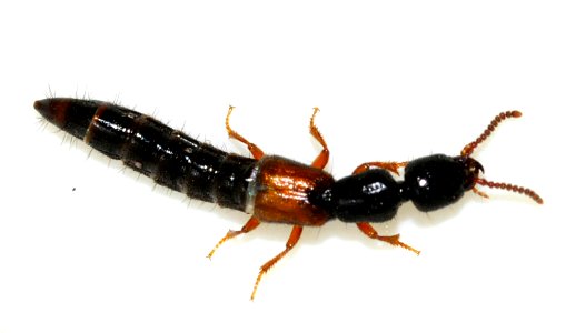 Nudobius-lentus-07-fws