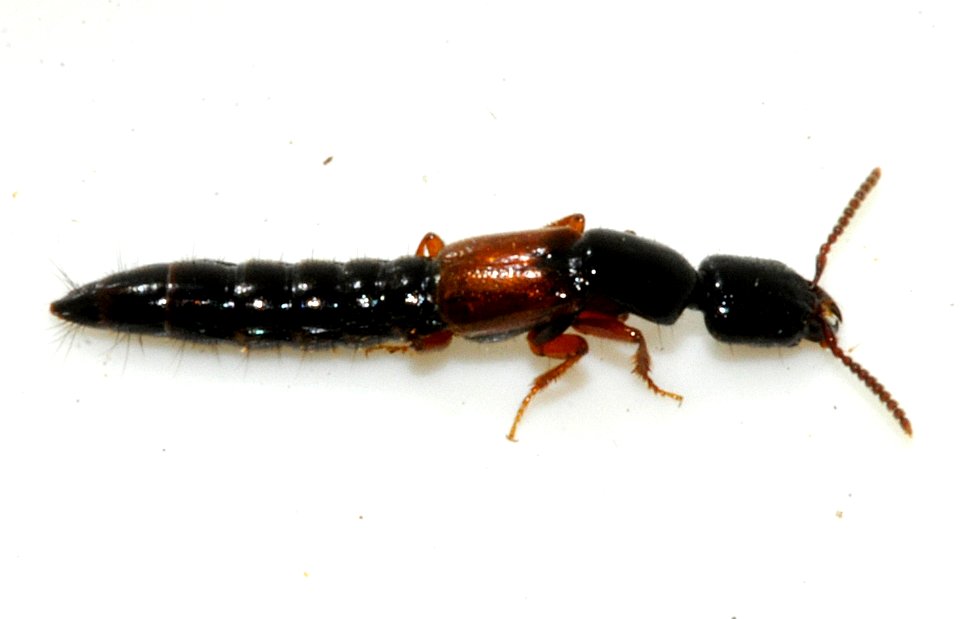 Nudobius-lentus-04-fws